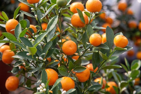 ส้มจี๊ด-ไม้มงคล